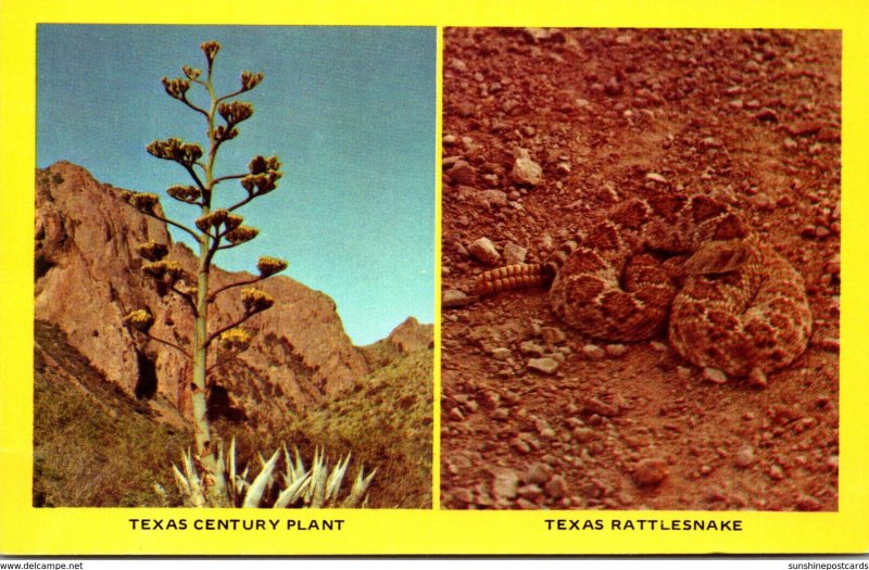 Texas Century Plant and Rattlesnake