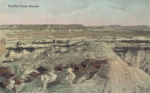 USA Petrified Forest Arizona Vintage Postcard 07.20