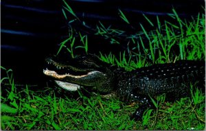 Florida Everglades A Florida Alligator
