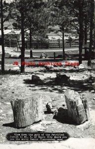 SD, Piedmont, South Dakota, RPPC, View Down Path Of Petrified Forest, Photo