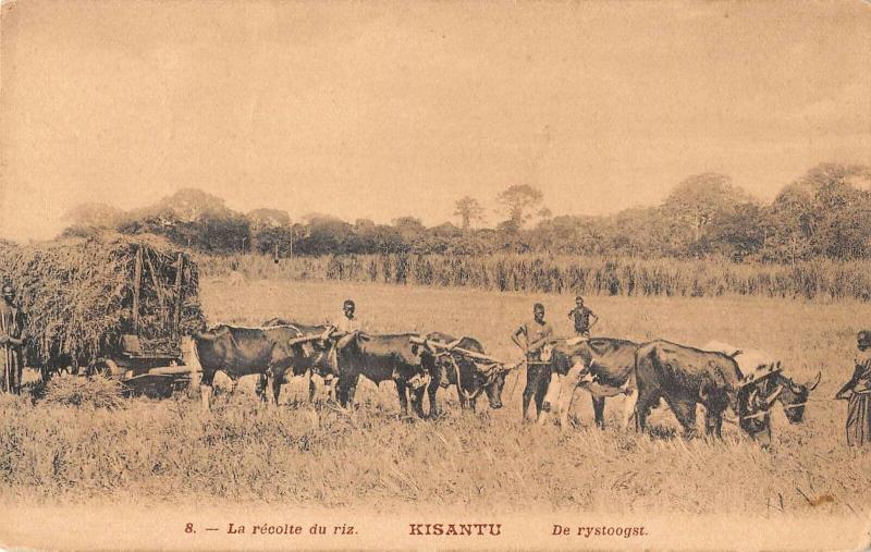 Kisantu Somalia Harvesting Rice Ox Farming Antique Postcard (J34680) 