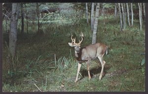 Michigan, The Sportsman's Delight, Deer fast moving targets - Chrome