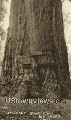 Gen Grant, Big Trees - Santa Cruz, CA