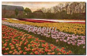 Old Postcard Netherlands Haarlem Tulpenvelden