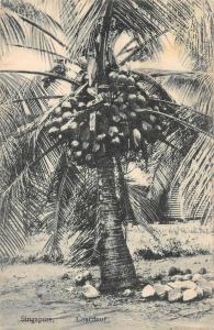 Singapore Coaconut Tree Coconut? Antique Postcard (J30282) 