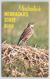 Nebraska State Bird~Western Meadowlark~Game & Parks Commission~Vintage Postcard