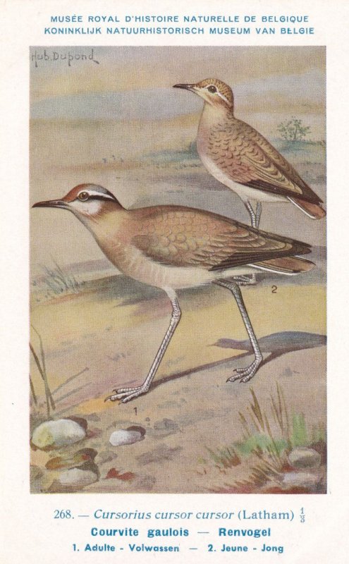 Cream Coloured Cursorius Cursor WW2 Bird Rare Postcard