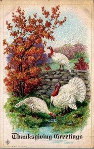 1911 THANKSGIVING GREETINGS 3 WHITE TURKEYS OKLAHOMA EMBOSSED POSTCARD 39-62