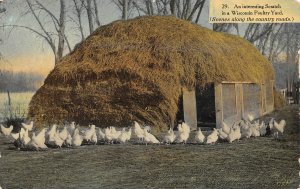 Open Range Chickens Hens Poultry Farming Wisconsin 1912 postcard