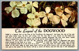 Postcard British Columbia c1961 The Legend Of The Dogwood Floral Emblem B