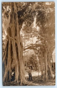 RPPC Florida FL ~ $2,000,000 Tree WYLDWOODE on the DIXIE c1920s  Postcard