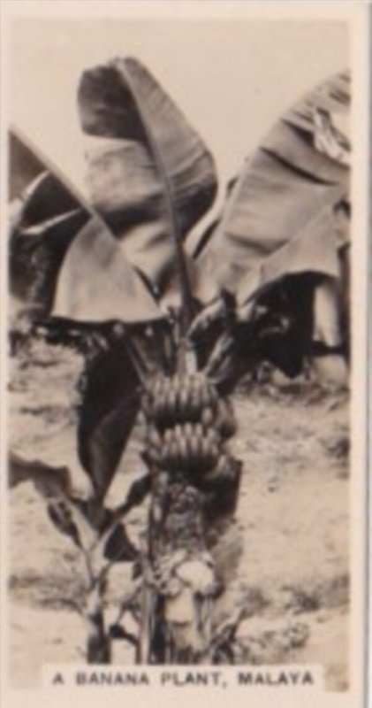 Carreras Vintage Cigarette Card Malayan Industries No 5 Banana Plant