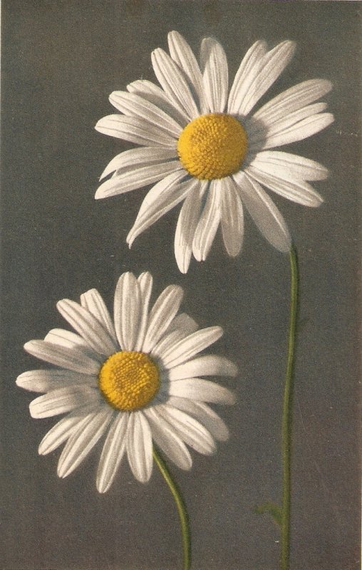 Flowers. Marguerita. Daisy Beauiful Swiss postcard 1950s