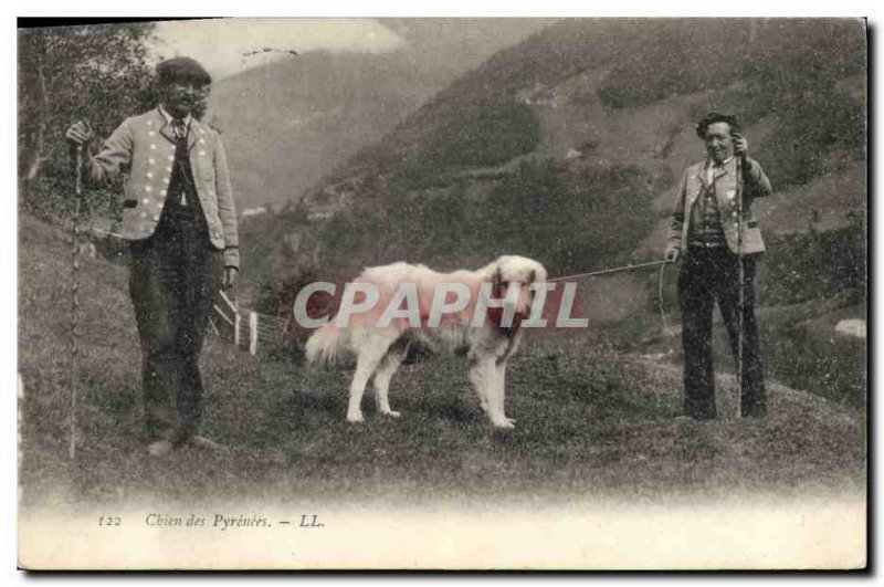 Old Postcard Dogs Pyrenees Dog