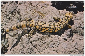 ARIZONA, 1940-1960's; Gila Monster