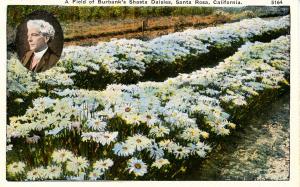 CA - Santa Rosa. A Field of Burbank's Shasta Daisies