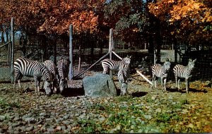 New York Catskill Game Farm Group Of Grants Zebras
