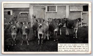 Animal~B&W 8 Heifer Calves @ Hood Farm Lowell Massachusetts 1907~Vtg Postcard