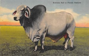 Brahman Bull in Florida Pastures - Misc, Florida FL  