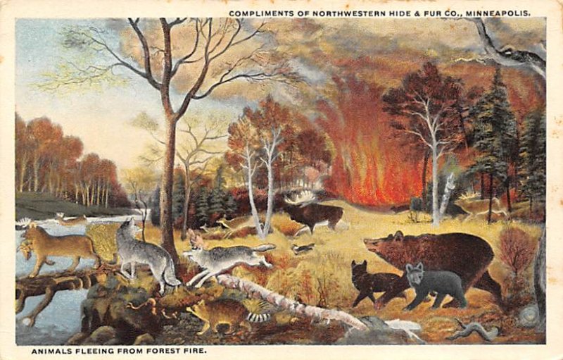 Advertising Post Card Northwestern Hide & Fur Co, bears Minneapolis, MN, USA ...