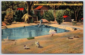 Beardsley Park Showing Water Birds Bridgeport Connecticut Trees View  Postcard