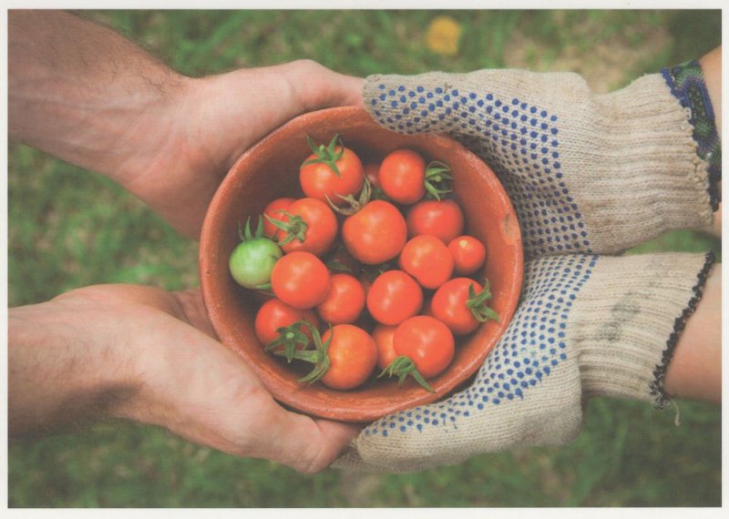 German Gloves Mittens Bad Handling Vs Safety Tomatoes German Postcard