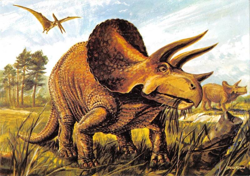 BR102796 triceratops postcard  animal animaux dinosaur dinosaure