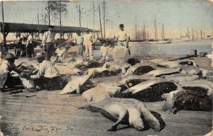G81/ Key West Florida Postcard c1910 Turtle Catch Dead Sea Turtles Fishing