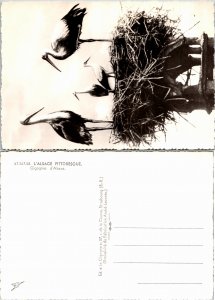 L'Alsace Pittoresque (33082