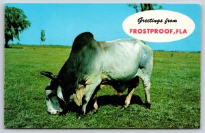 Frostproof Florida~Greetings~Brahman Bull In Pasture~Teich 1977 Postcard