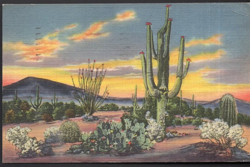 New Mexico Sunset on the Desert showing Variety of Cactus - pm1951 - LINEN