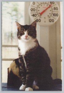 Animal~Brown Cat By Thermometer North Shore Animal League~Vintage Postcard