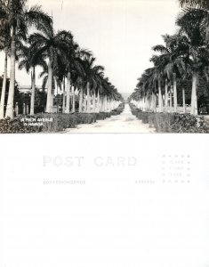 HAVANA PALM AVENUE CUBA VINTAGE REAL PHOTO POSTCARD RPPC