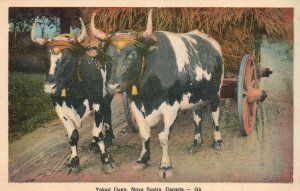 Vintage Postcard 1920's Yoked Oxen Harness Yoke Nova Scotia Canada