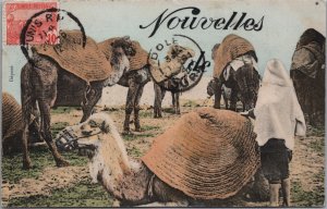 Algeria Scenes et Types Camels Vintage Postcard C170