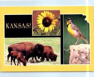 Postcard - Kansas! - Kansas