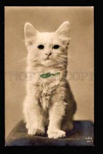 038856 White KITTEN Green Eyes & Bow vintage PHOTO