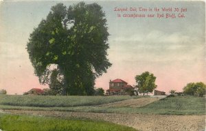 Postcard C-1910 California Red Bluff Largest Oak Tree hand colored CA24-1238