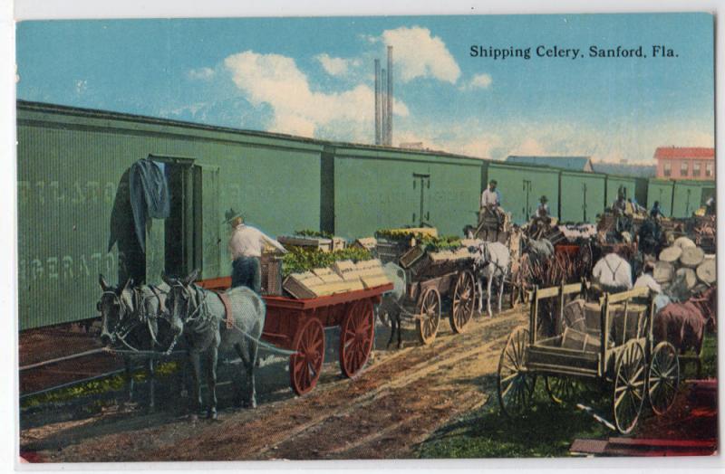 Shipping Celery, Sanford FL