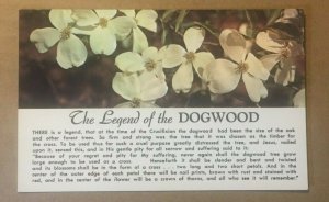 VINTAGE UNUSED POSTCARD LEGEND OF THE DOGWOOD