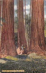 Santa Cruz Big Trees, California Redwoods 1924 Vintage Postcard