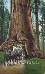 Redwoods - MIsc, California CA  