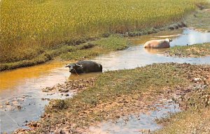 Rice Field and Water Buffalo Vietnam, Viet Nam Postal Used Unknown, Missing S...