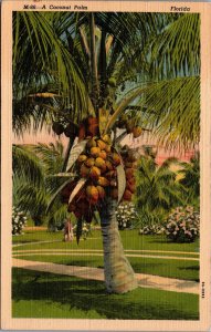 USA A Coconut Palm Florida Linen Postcard 09.72