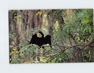 Postcard The Anhinga, Everglades National Park, Florida