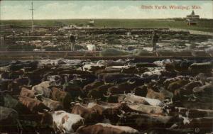 Winnipeg Manitoba Stock Yards Cattle c1910 Postcard