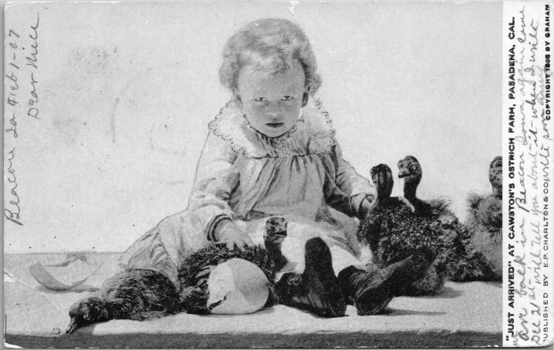 Weird Baby Strange Scary Eyes Cawston's Ostrich Farm Pasadena CA Postcard 1907