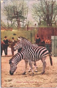 USA Zebra Lincoln Park Chicago Illinois Vintage Postcard 09.45