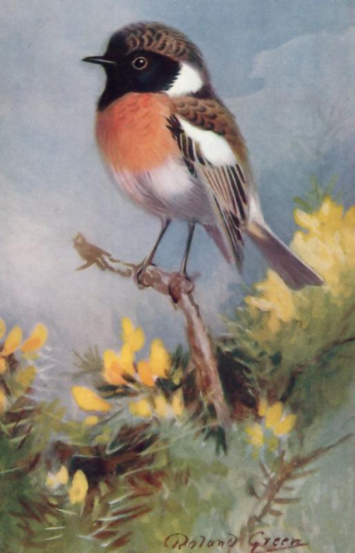 Stonechat RSPB Royal Society For The Protection Of Birds Antique Postcard