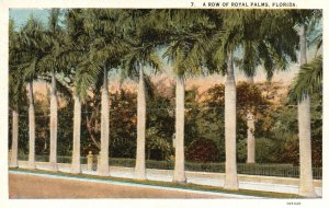 Vintage Postcard 1928 A Row Of Royal Palms Florida FL Asheville Post Card Pub.